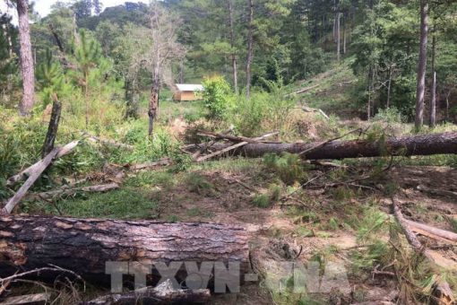 Vụ phá rừng phòng hộ ở Lâm Đồng: Đôn đốc điều tra làm rõ sau khi báo chí đưa tin
