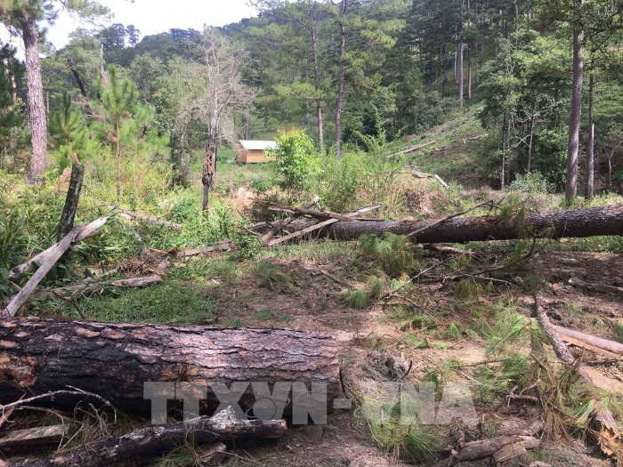 Vụ phá rừng phòng hộ ở Lâm Đồng: Đôn đốc điều tra làm rõ sau khi báo chí đưa tin