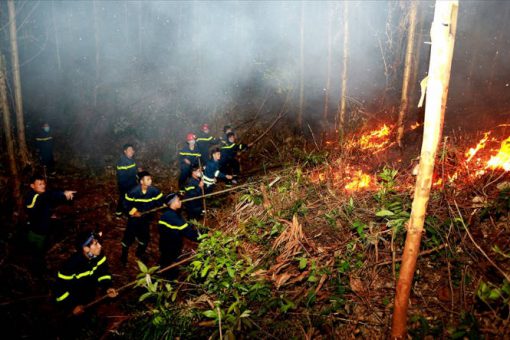 Vĩnh Phúc: Gần 10 ha rừng trồng cháy trong đêm