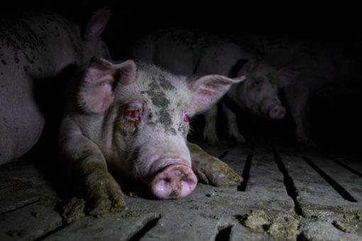 Người Tây Ban Nha phẫn nộ vì bức ảnh phô bày tình trạng trang trại lợn